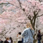A blooming cherry blossom tree in Toronto, Ontario during spring.