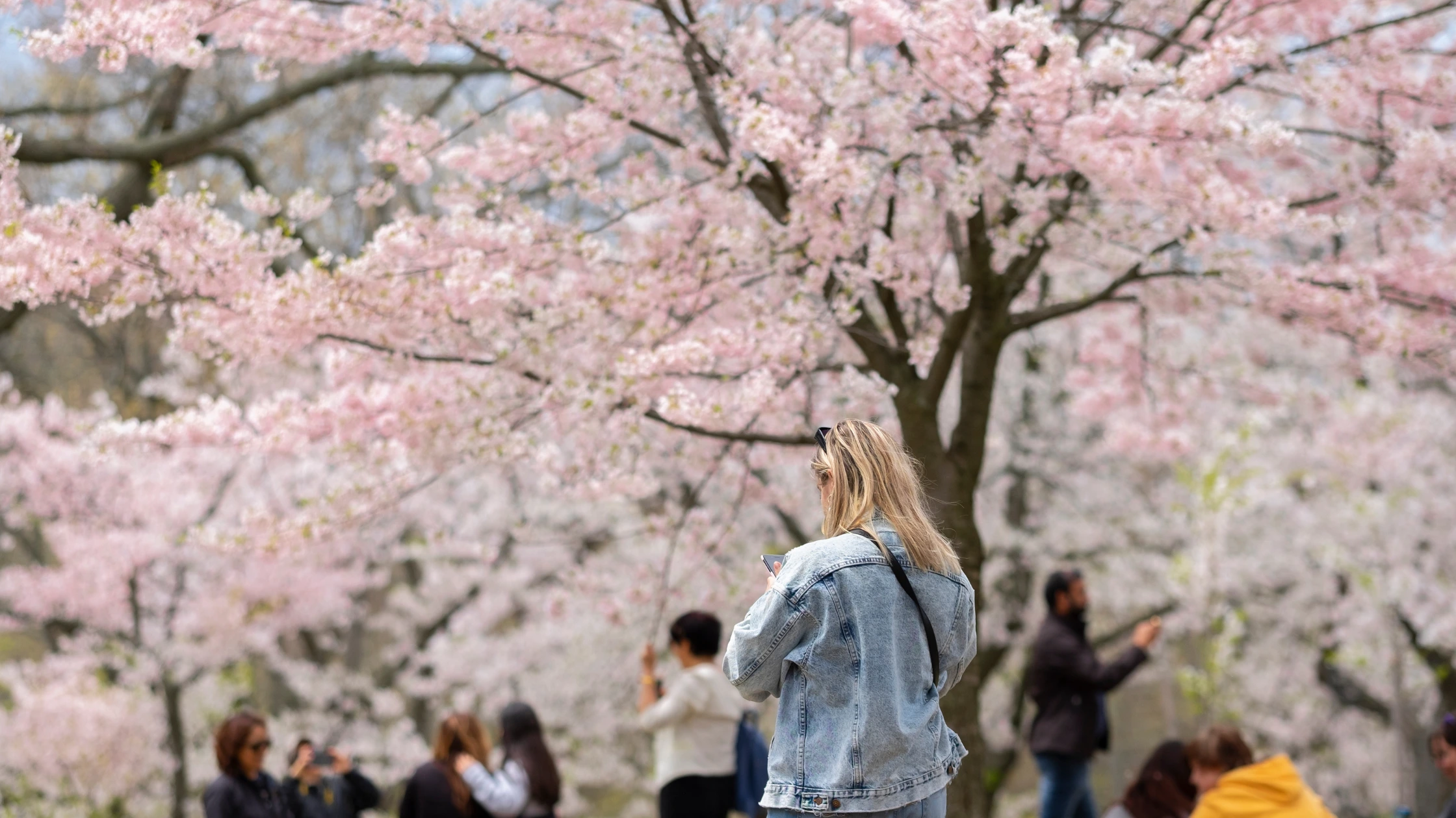 A blooming cherry blossom tree in Toronto, Ontario during spring.